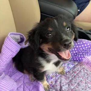 Oakley - Aussie pup