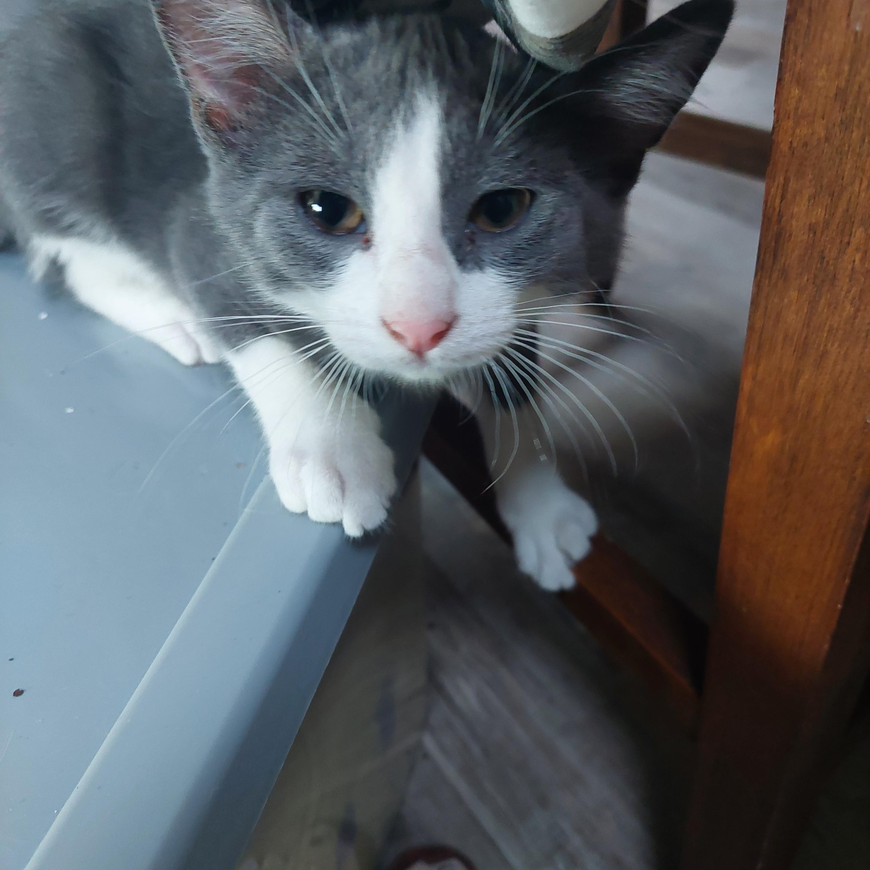 Louie