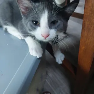 Louie