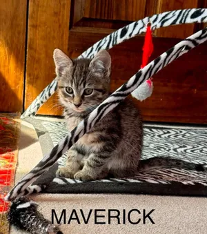 Maverick Boy