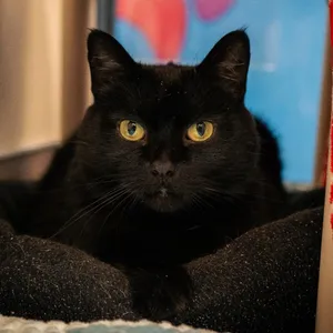 Cleo