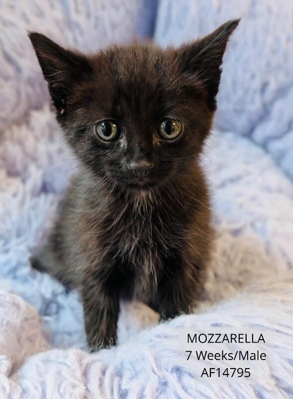 Mozzarella