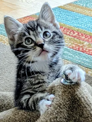 4 PACMAN KITTENS - Meet BLINKY (M)