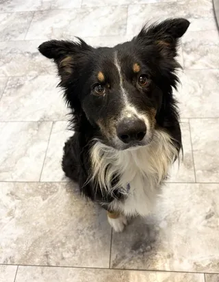 CHEWY