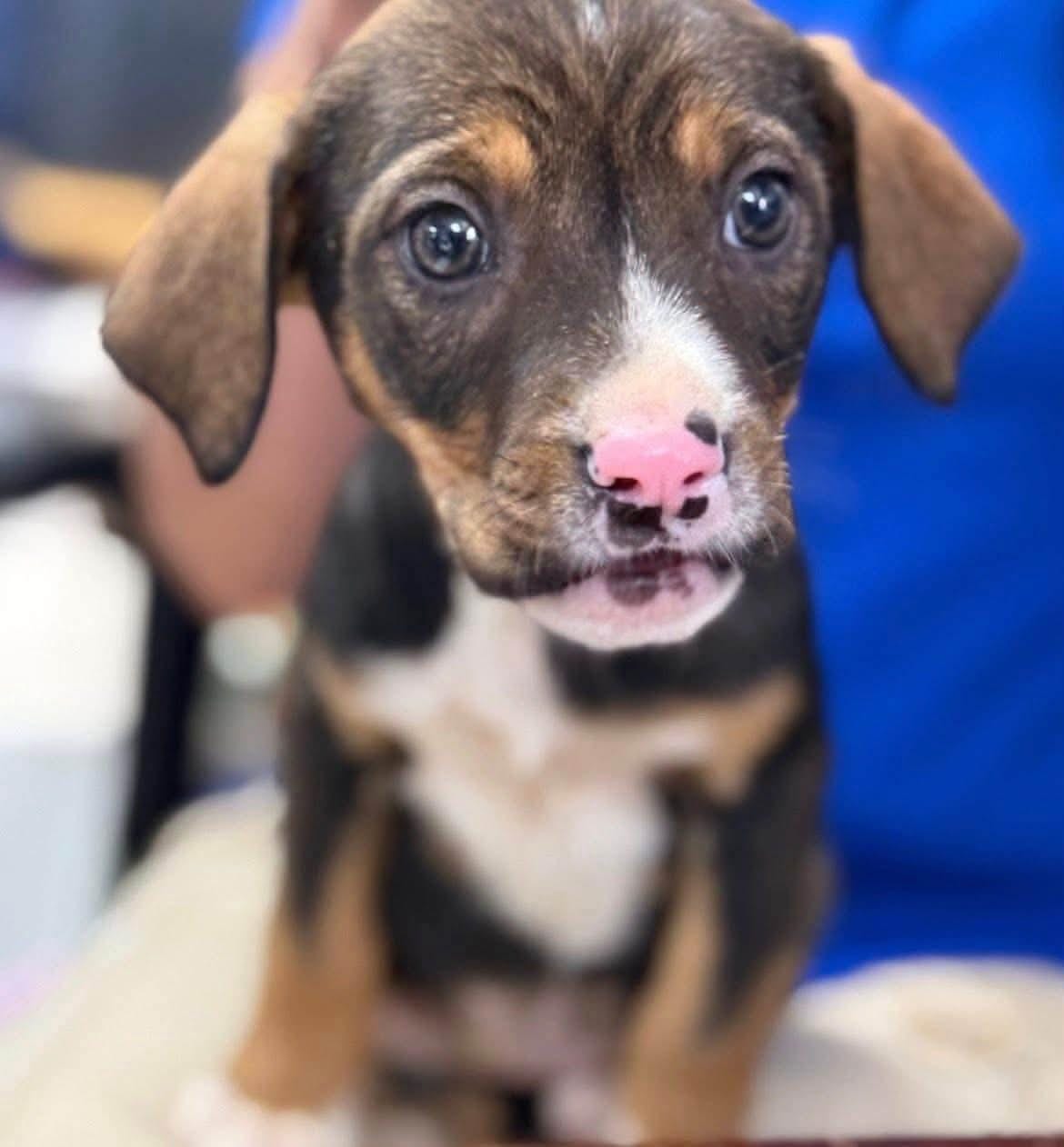 PENNY