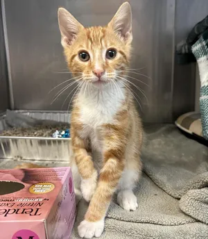 Simba