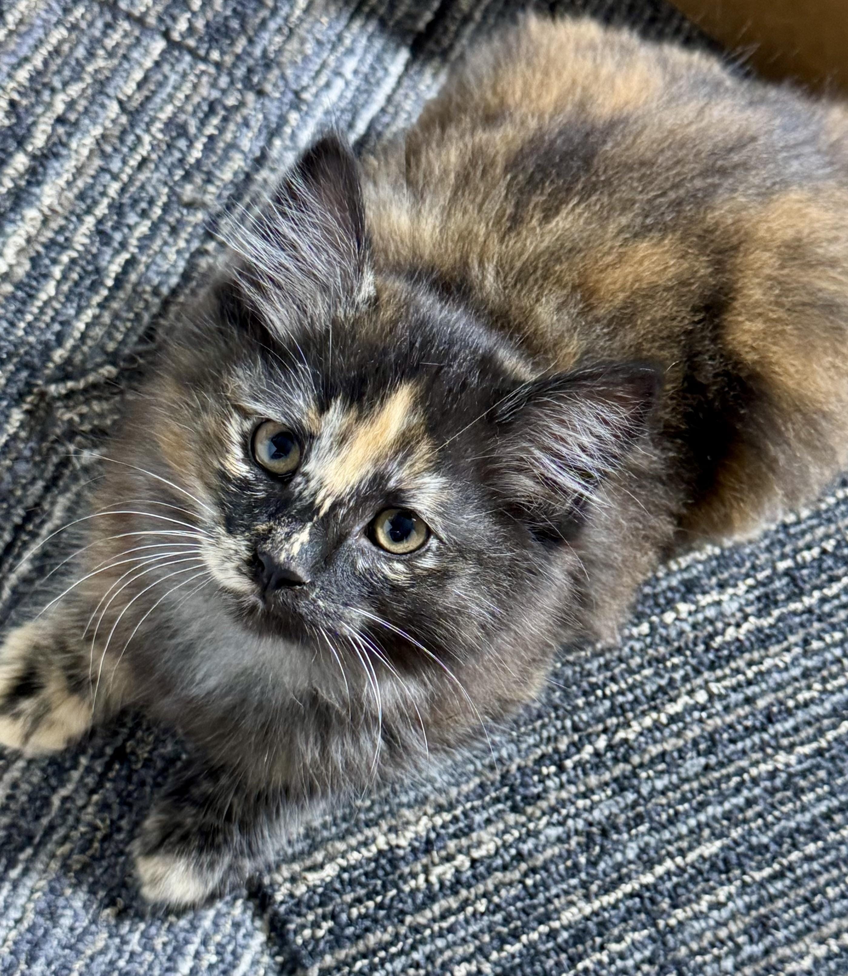 Tori- gorgeous, playful & spunky Tortie