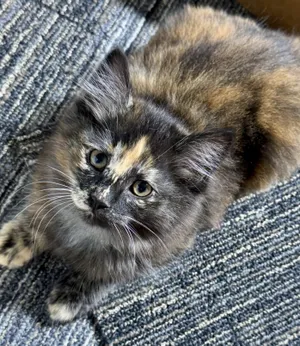 Tori- gorgeous, playful & spunky Tortie