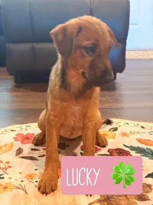 LUCKY