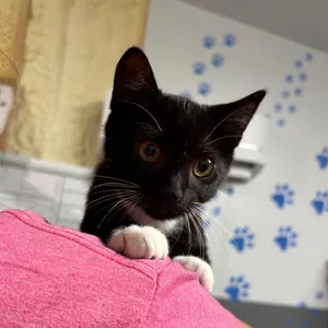 Josh 8924