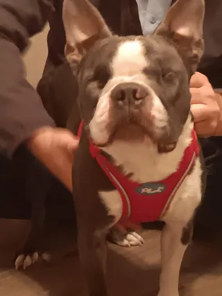 Gus
