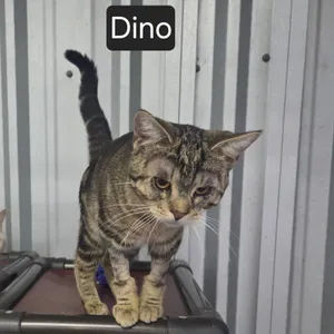 Dino