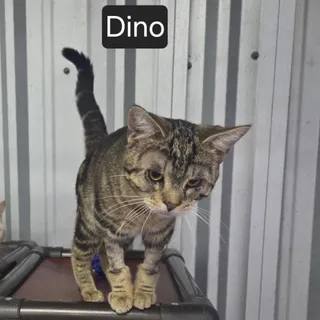 Dino