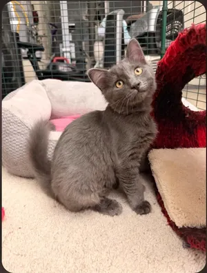 Tornado (green collar)