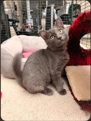 Tornado (green collar)
