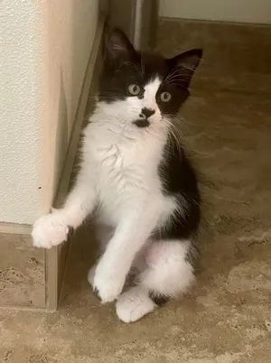 Marcie