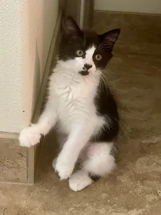 Marcie