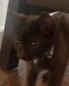 Sawyer (grey collar)