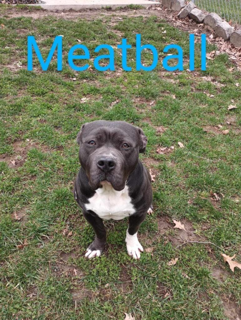 Meatball