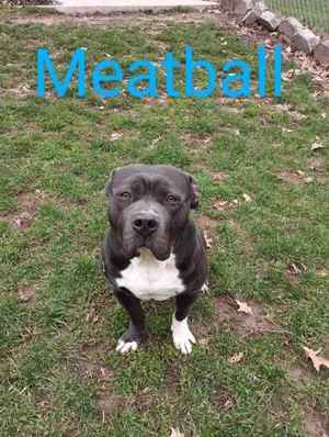 Meatball