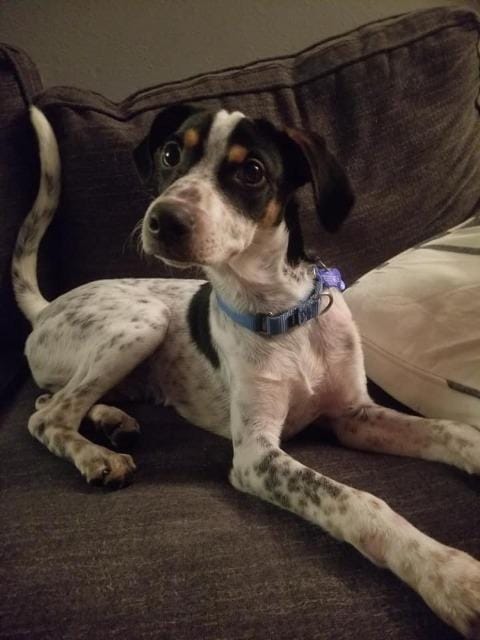 Speckles