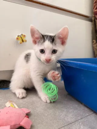 Peter