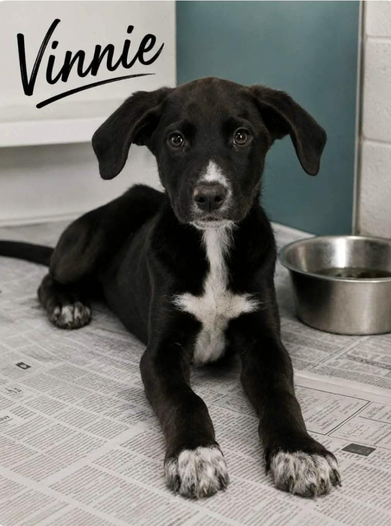 Vinnie