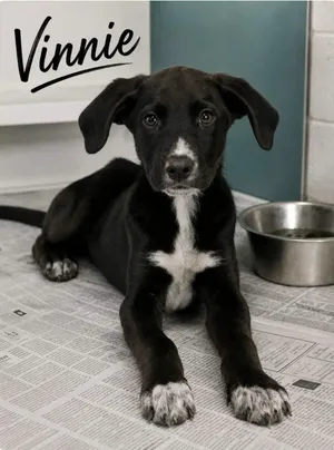 Vinnie