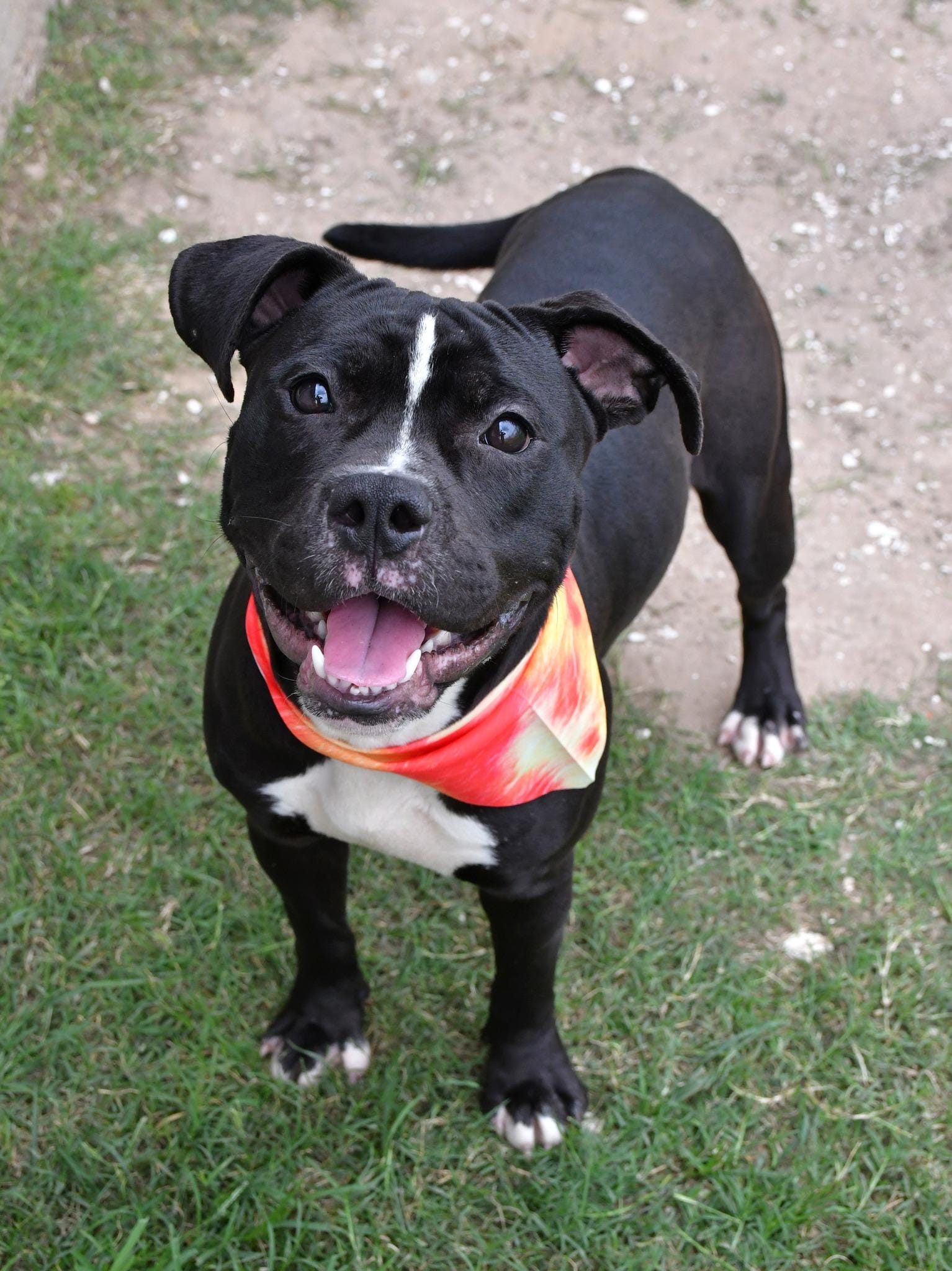 Devo --Courtesy Post. Out of town pet. See below for details--