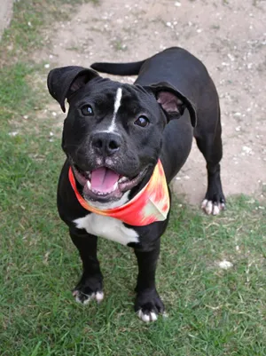 Devo --Courtesy Post. Out of town pet. See below for details--