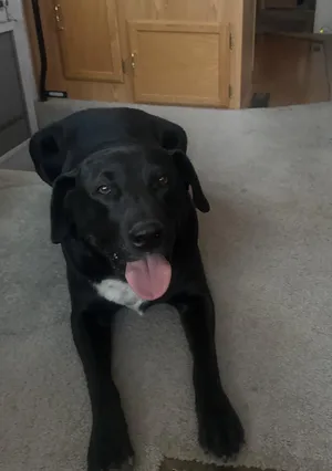 Bandit