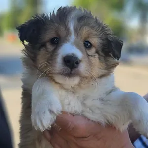 chloe
