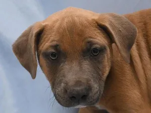 Mo