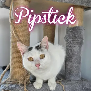 Pipstick