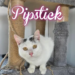 Pipstick