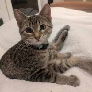Purrsephone
