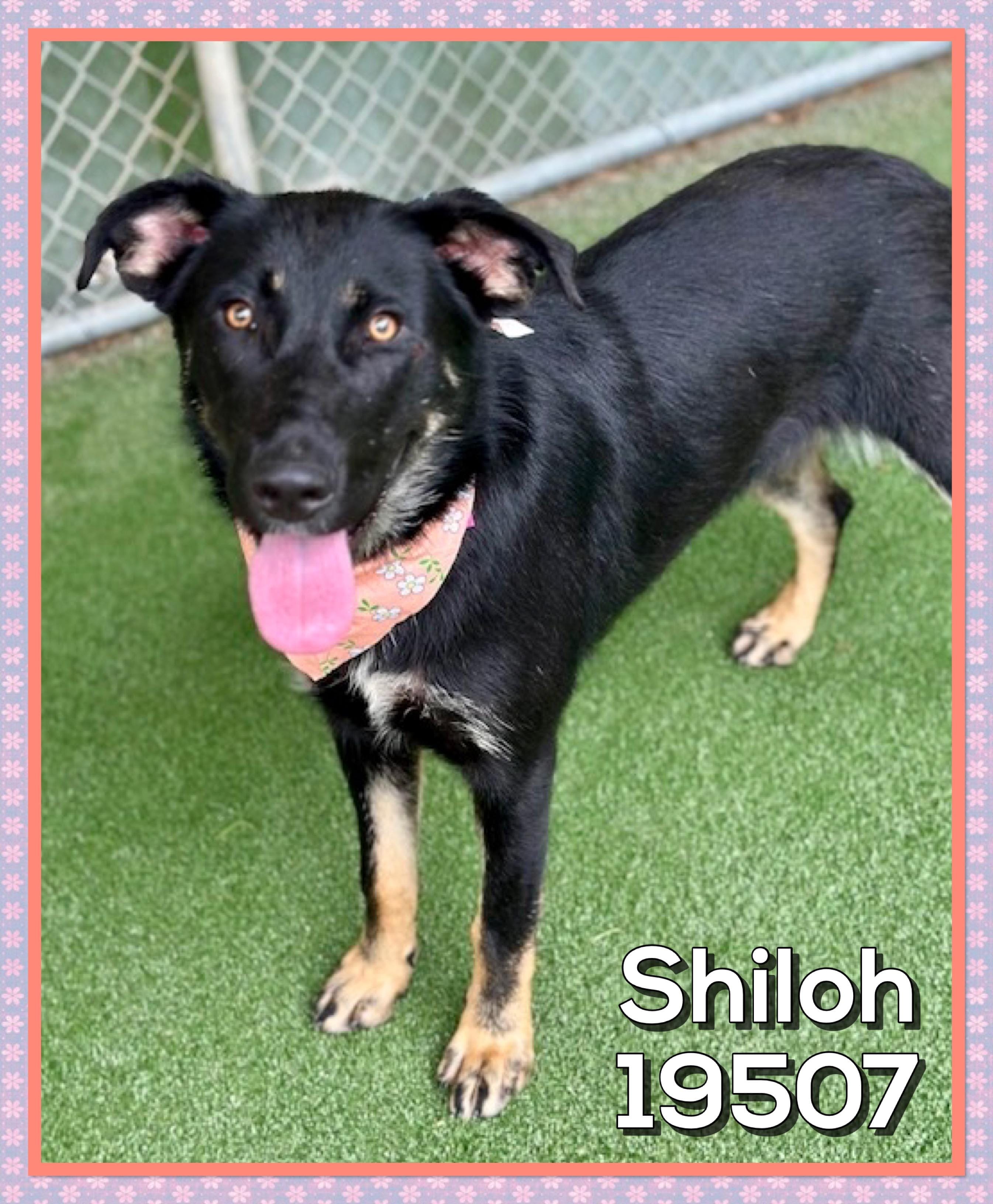 SHILOH (also see MABLE)
