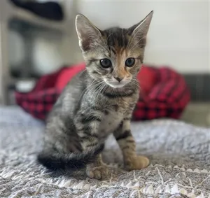NALA