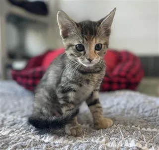 NALA