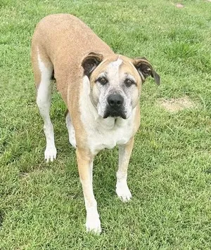 Cora