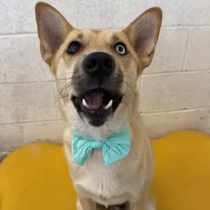 Bowie