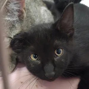 BB