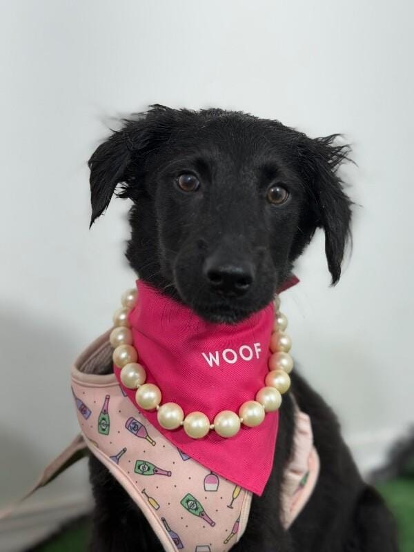 Pocahontas-One of our Amazing Rescue Dogs