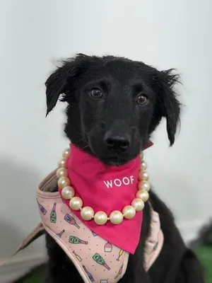 Pocahontas-One of our Amazing Rescue Dogs