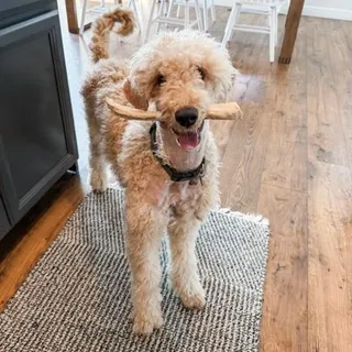 Bella Boo