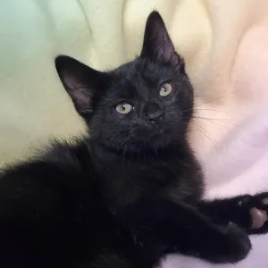 Fluffernutter