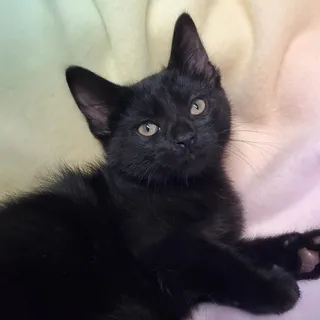 Fluffernutter