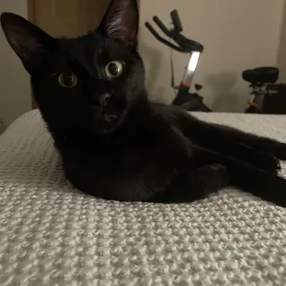 Koji