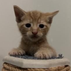 Hera's Kittens