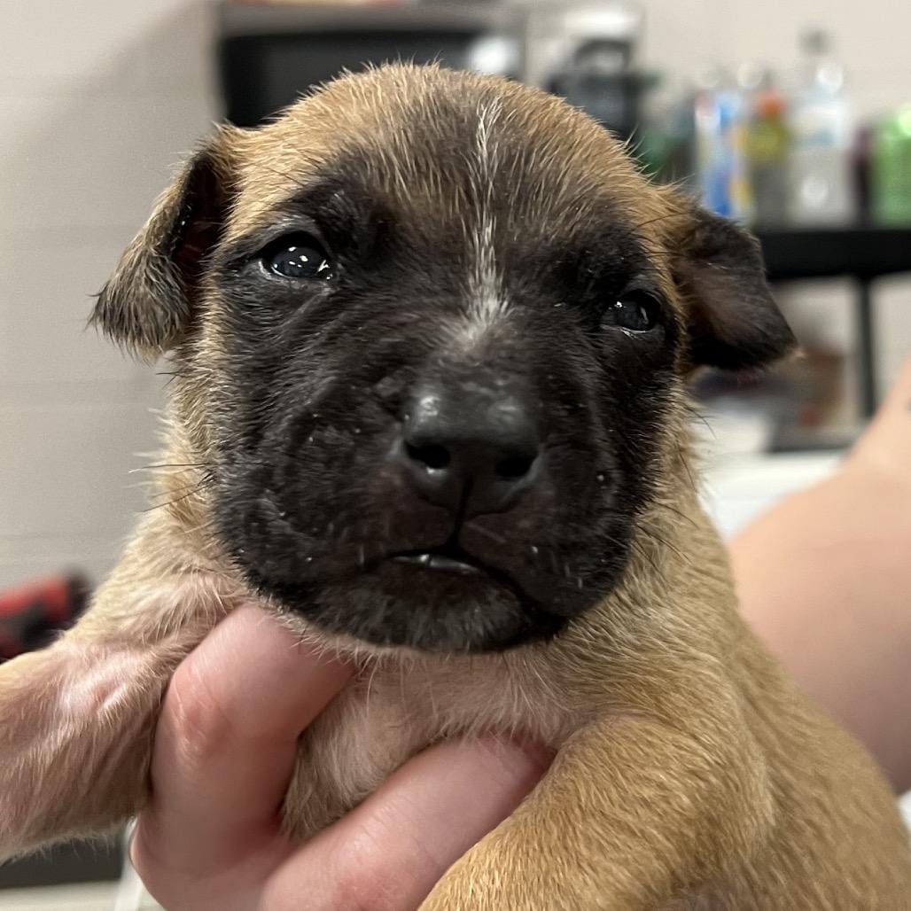 Scout